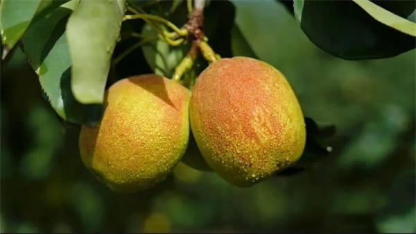 新疆有哪些特色水果 新疆的特产