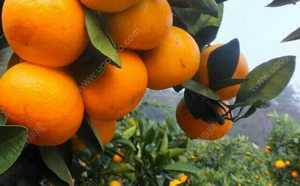 橘子和芒果能一起吃吗？橘子和芒果一起吃好吗？(3)