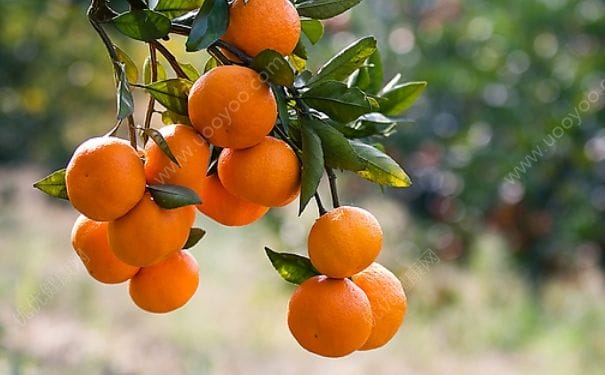 橘子和茶能一起吃吗？橘子和茶一起吃有什么影响？(2)