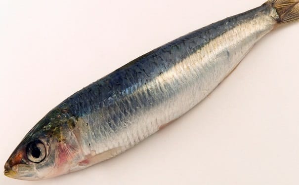 沙丁鱼有什么营养？沙丁鱼的营养价值(1)
