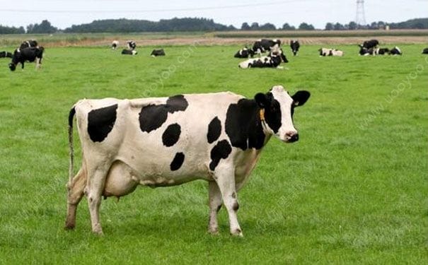 牛初乳有什么功效？牛初乳的功效与作用(1)