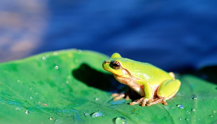 青蛙.11jpg.jpg