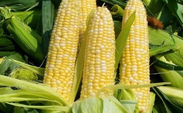 玉米怎么吃最营养？玉米怎么煮更有营养？(3)