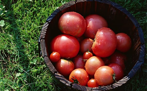 番茄有美容功效吗？番茄的美容功效(1)
