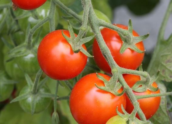 番茄有霉点可以吃吗 霉菌毒素引起腹痛呕吐腹泻发热等