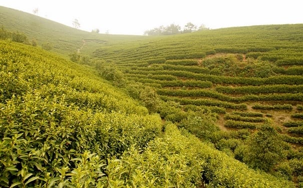白茶和绿茶有哪些区别？白茶有什么功效呢？(1)