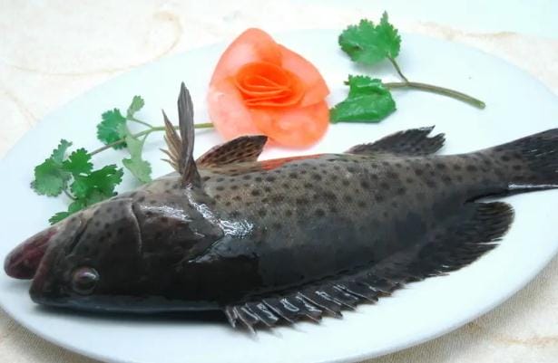 石斑鱼都是野生的吗 红石斑鱼孕妇能吃吗