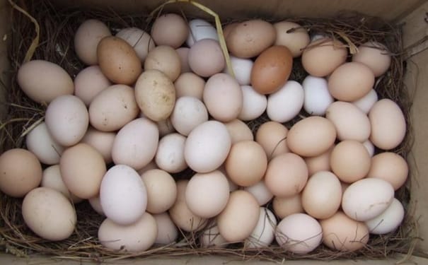 笨鸡蛋怎么吃有营养？土鸡蛋怎么吃最有营养？(1)