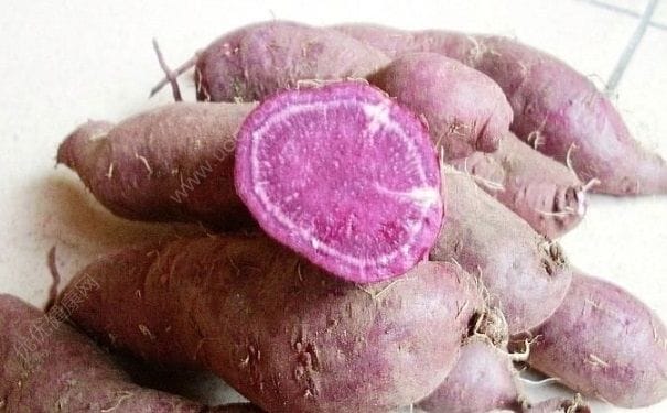 紫薯和红薯哪个更营养？紫薯和红薯哪个好？(1)