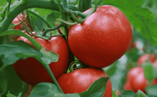经常吃西红柿有什么养生功效？吃西红柿能改善视力吗？(1)