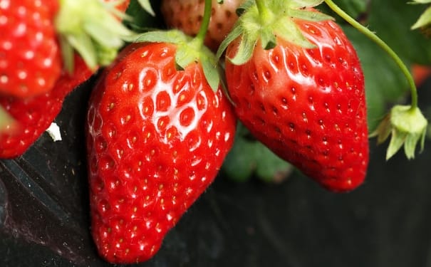 草莓有什么功效和作用？吃草莓对身体有哪些好处？(1)