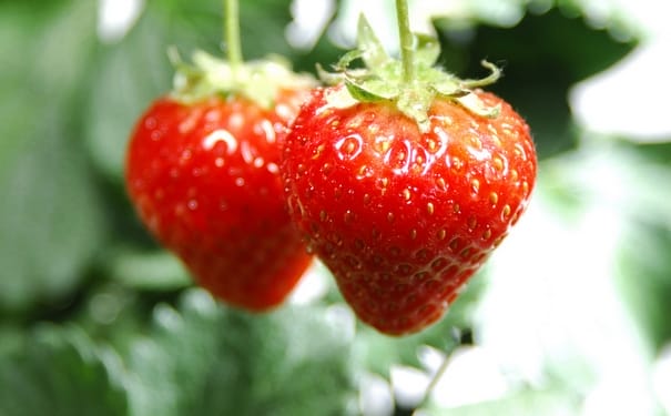 草莓可以放冰箱保存吗？草莓坏了还能吃吗？(1)