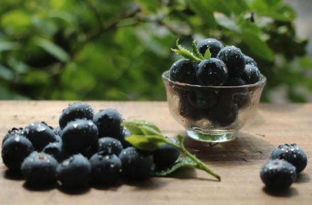 蓝莓干的好处有哪些 怎么判断蓝莓是否新鲜