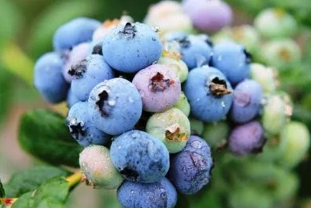 蓝莓干的好处有哪些 怎么判断蓝莓是否新鲜