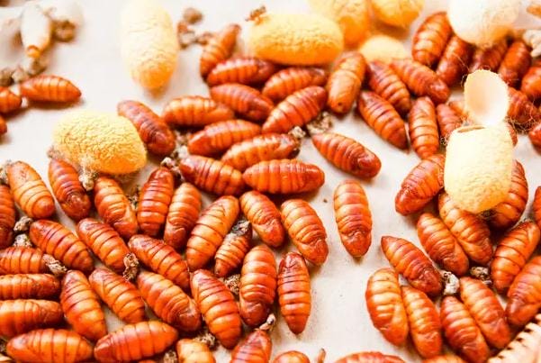 蚕蛹的营养价值有哪些 蚕蛹有哪些功效