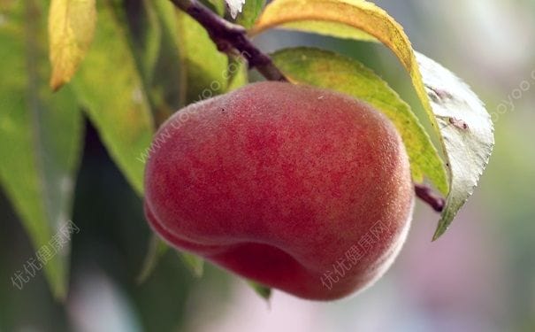 蟠桃是什么桃？蟠桃是哪里产的？(2)