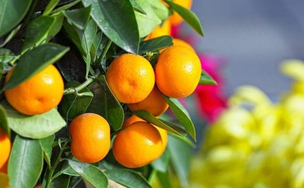 金橘怎么吃才好？金橘的吃法有哪些？(1)