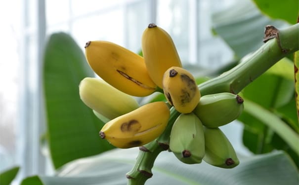 香蕉和芭蕉有什么区别？香蕉和芭蕉的主要区别(1)
