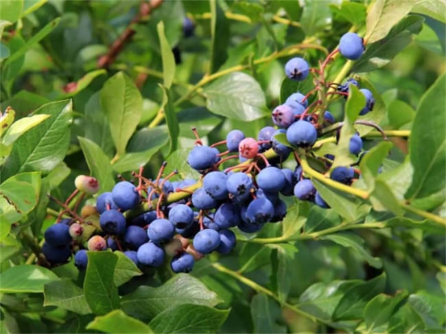 蓝莓可以预防心血管疾病吗 蓝莓对血管的好处