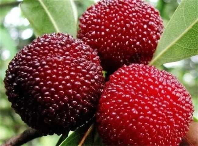 仙居有哪些特色水果 台州仙居的特产