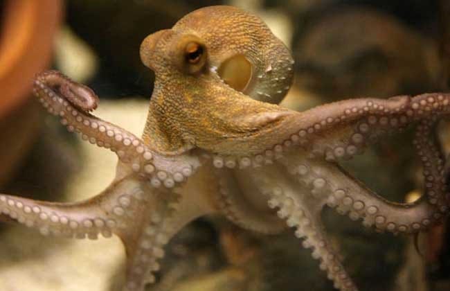 章鱼属于冷血动物吗 章鱼是冷血动物还是热血动物