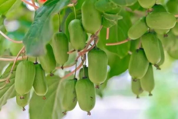 软枣猕猴桃有什么营养价值呢 软枣猕猴桃能带皮吃吗