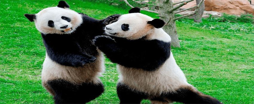 大熊猫为什么有黑眼圈