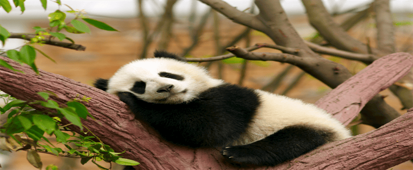 大熊猫为什么成为国宝