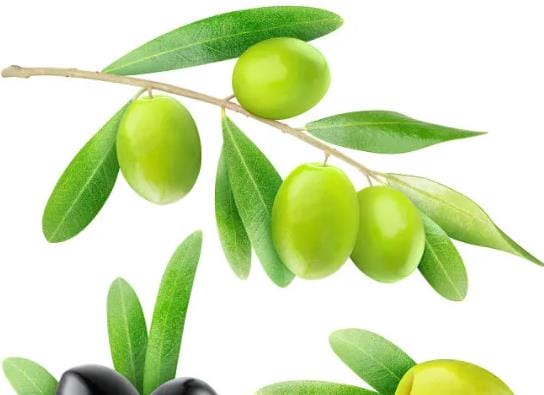 吃橄榄会胖吗 橄榄的热量高吗