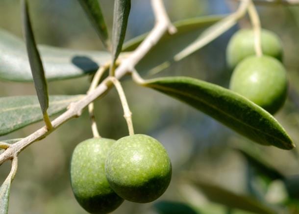 橄榄可以治咳嗽吗 橄榄怎么吃止咳