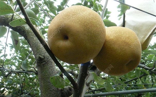 梨子是凉性水果吗？吃凉性水果要注意什么？(4)
