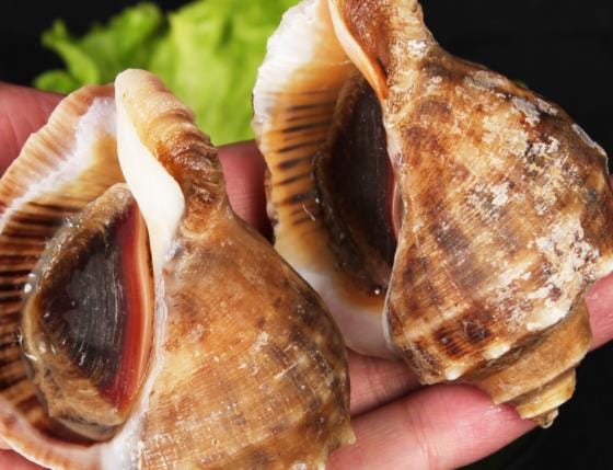海螺生着带壳能冷冻吗 海螺放冰箱能保存多久时间