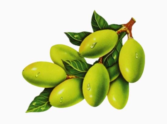 哺乳期能不能吃橄榄 橄榄果有什么营养成分
