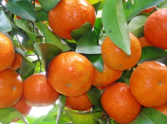 砂糖橘的功效与作用 美容养颜提高视力开胃消食润肠通便等