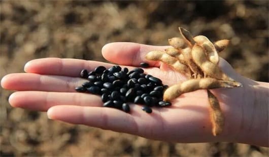 黑豆的营养价值与功效，黑豆怎么吃效果好一文解惑！