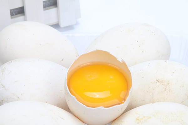 鹅蛋的功效与作用禁忌 香菜炒鹅蛋的功效与作用禁忌