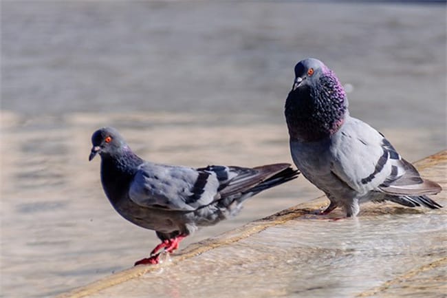 鸽子哪五种人是不能吃的吃鸽子有什么功效