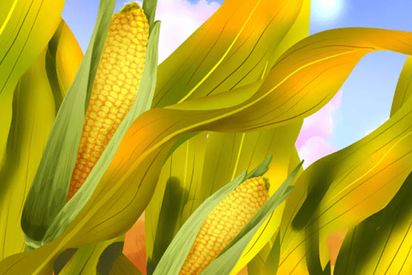 玉米须的功效与作用及食用方法 玉米须的功效与作用