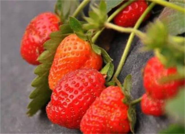 草莓的4种特殊功效