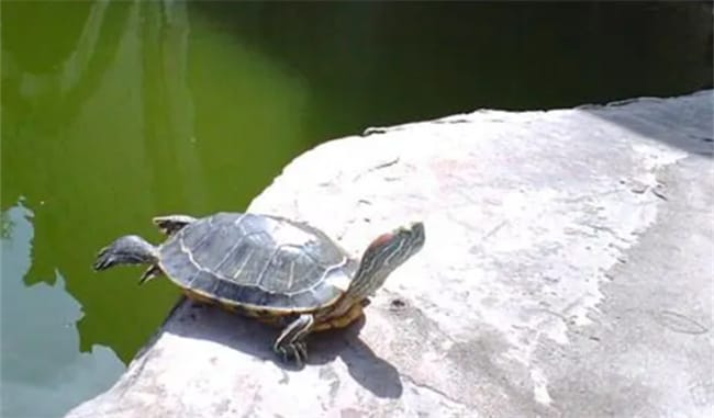 养草龟要一直放在水里吗