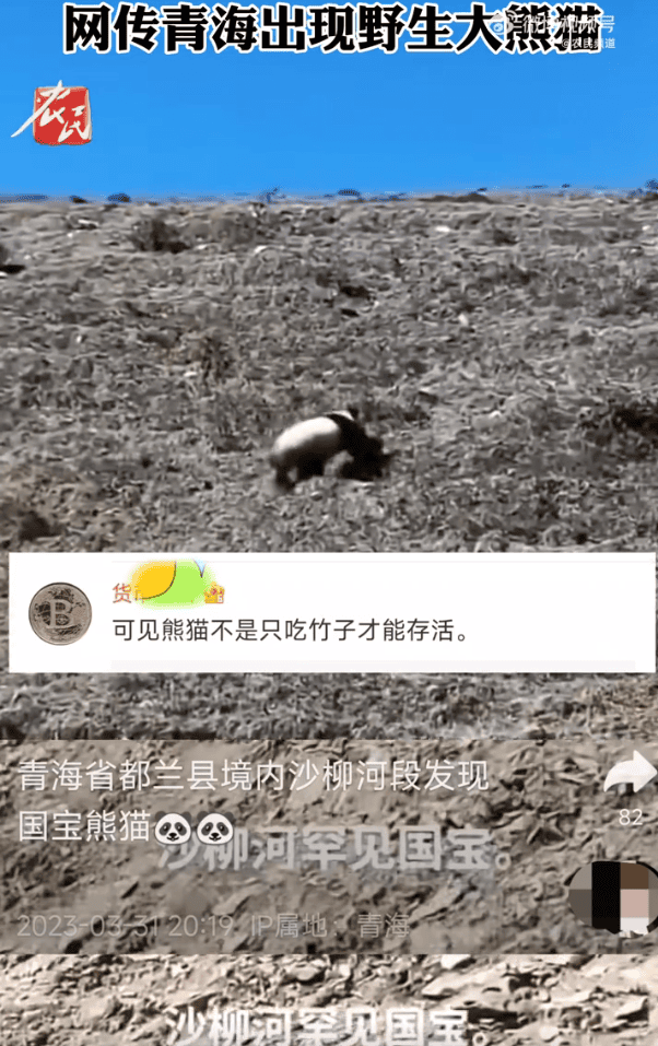 网传青海现野生大熊猫 专家:不可能 ！地域张冠李戴？-图1