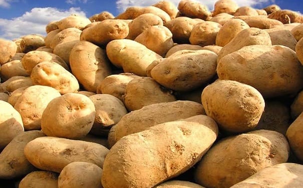 土豆长芽了还能吃吗？吃土豆要注意的事情有哪些？(1)