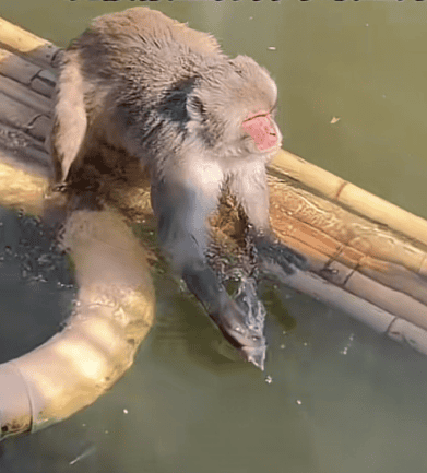 南京动物园回应网红猴被欺负困在水中：没有霸凌 会游泳 ！-图1