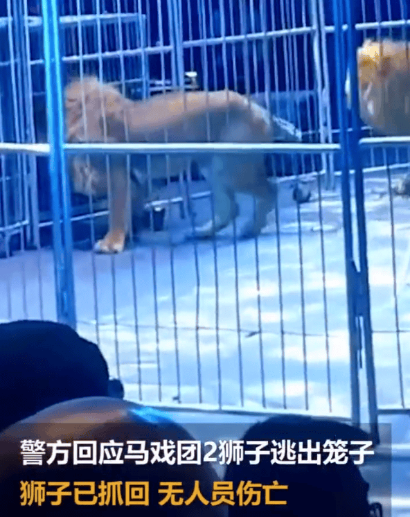 警方回应马戏团狮子出逃冲向观众席：狮子已抓回，无人员伤亡 ！-图1