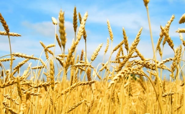 女人吃小麦的好处有哪些？小麦的营养价值高吗？(1)