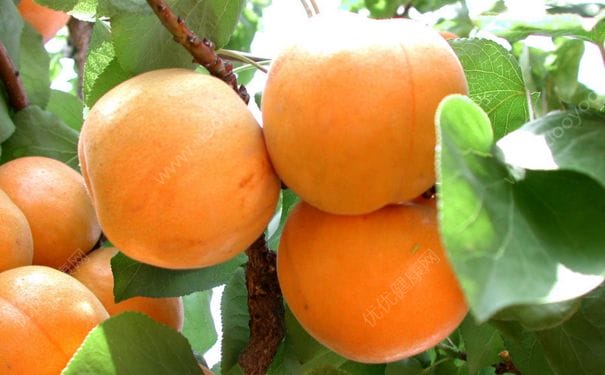 杏子能与韭菜同吃吗？杏子和韭菜一起吃好吗？(3)
