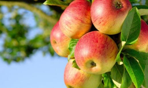 吃苹果的好处有哪些 晚上吃苹果合适吗