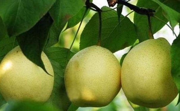 不同类型的梨子有什么营养价值？各种梨子的营养价值(1)