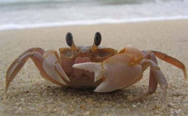 活螃蟹怎么保存？活螃蟹如何保存才好？(1)