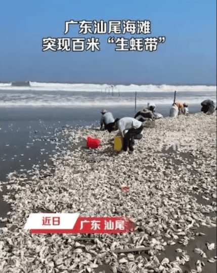 官方回应广东汕尾海滩现百米生蚝带：建议市民尽量不要食用 ！-图1